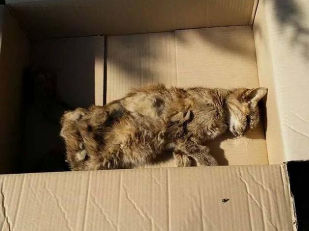 Viterbo News 24 Foto Il Gatto Ritrovato A San Lazzaro